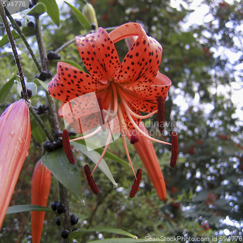 Image of Tiger lily