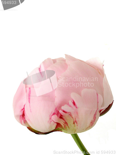 Image of peony