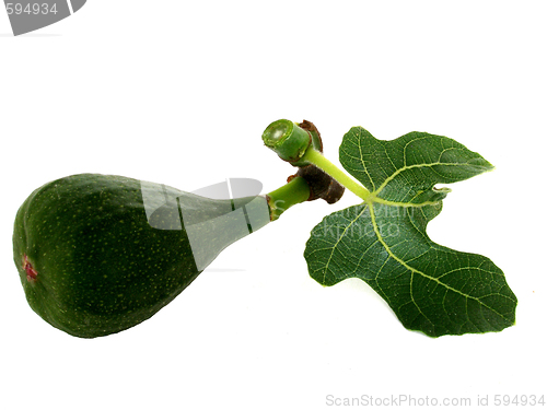 Image of fig