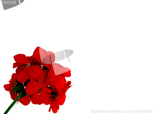 Image of geranium
