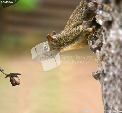 Image of Squirrel looking at his lunch