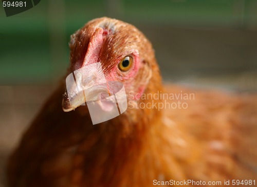 Image of Chicken