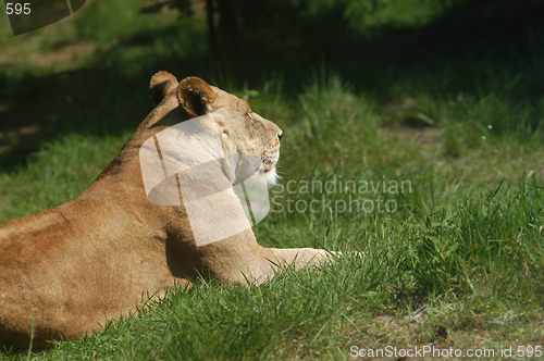 Image of Lion in Silhouette