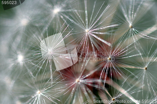 Image of Dandelion Seed Head