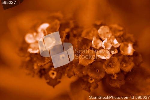 Image of Lantana Sepia