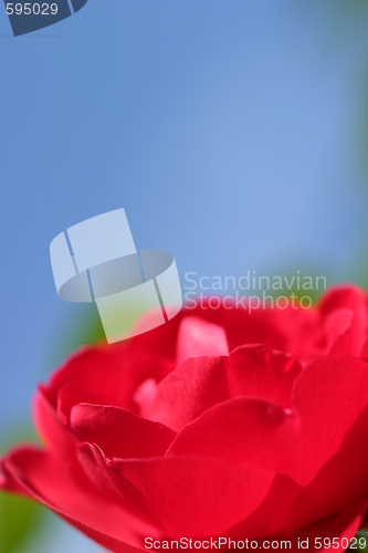 Image of Red Rose Blue Sky