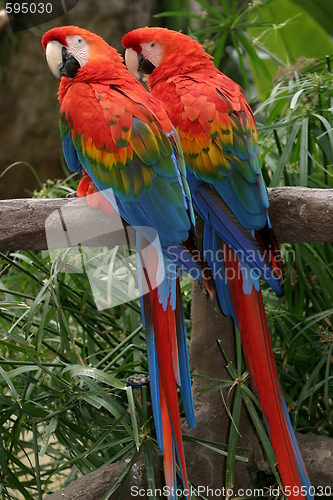 Image of Scarlet Macaws