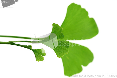 Image of ginko leaves