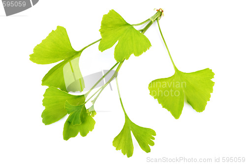 Image of ginko leaves