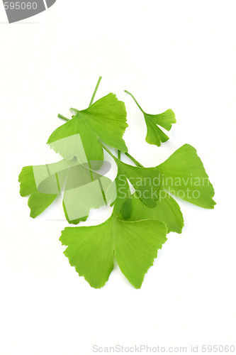 Image of ginko leaves