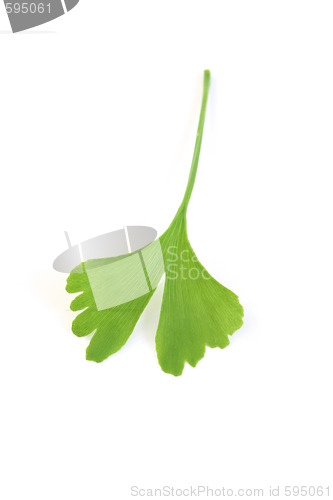 Image of ginko leaf