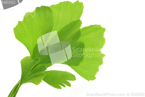 Image of ginko leaves