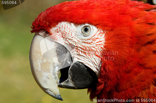 Image of Portrait of a red macaw parrot