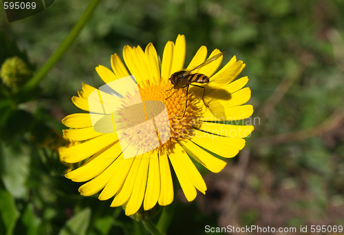 Image of flower and bee