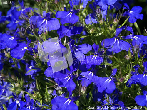 Image of Globelia