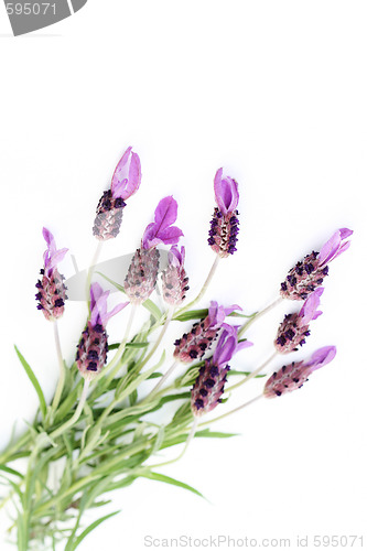 Image of lavender papillon