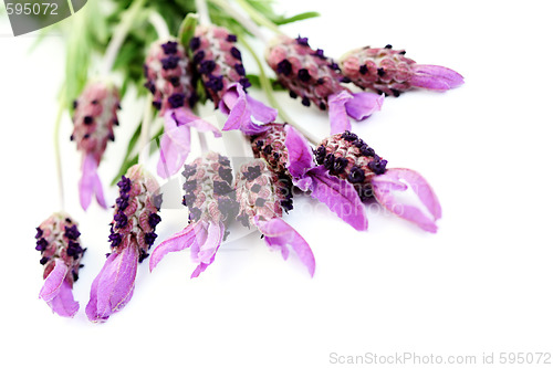 Image of lavender papillon