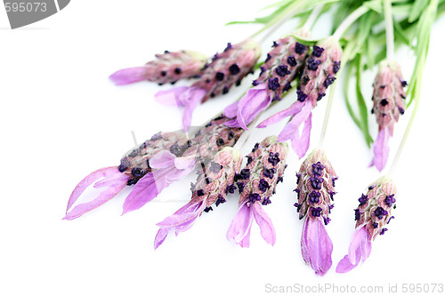 Image of lavender papillon