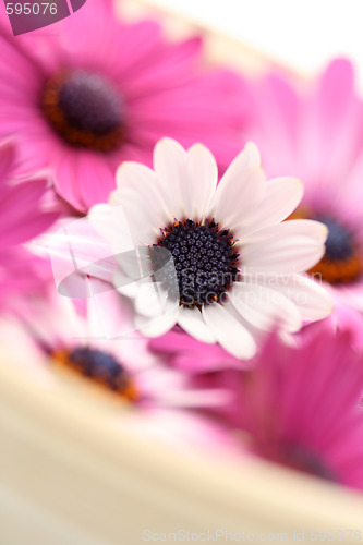 Image of floating flowers