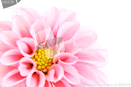 Image of pink dahlia