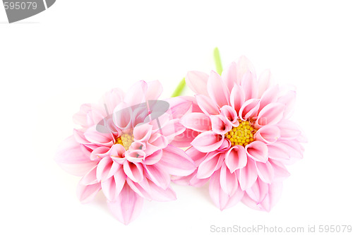 Image of pink dahlia