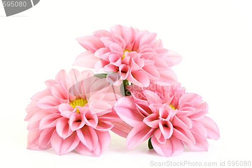 Image of pink dahlia