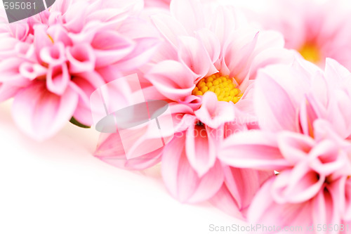 Image of pink dahlia