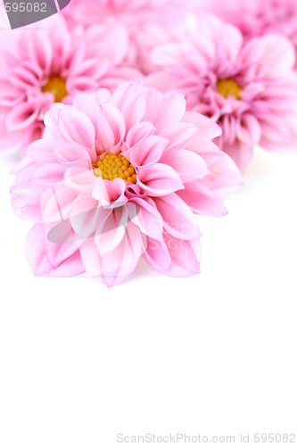 Image of pink dahlia