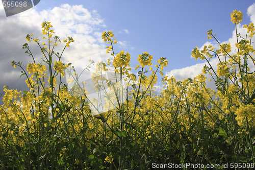 Image of canola plants