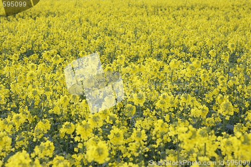 Image of canola field