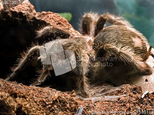 Image of Bird eating spider