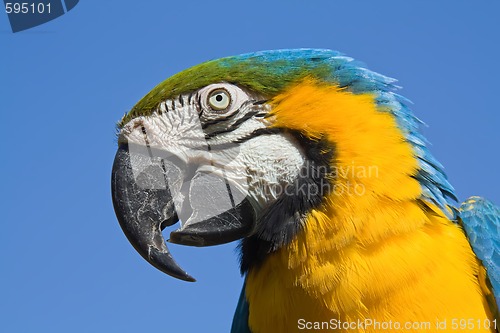 Image of portrait of a macaw parrot