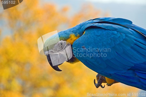 Image of macaw parrot sitting on a branch