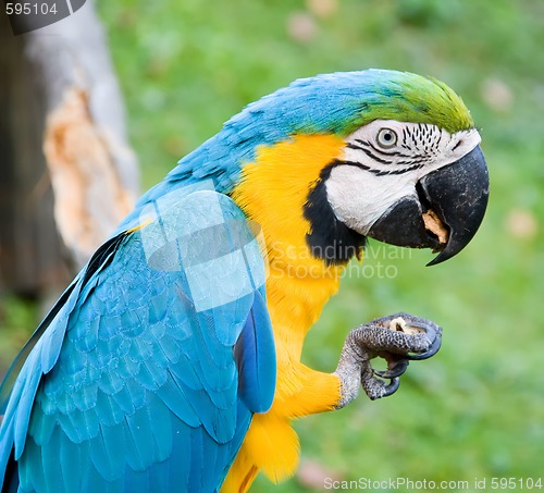 Image of macaw parrot eating a nut