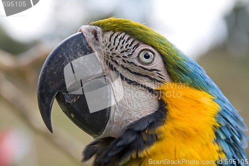 Image of portrait of a macaw parrot