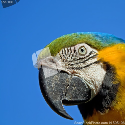 Image of Portrait of a colorf ful macaw parrot