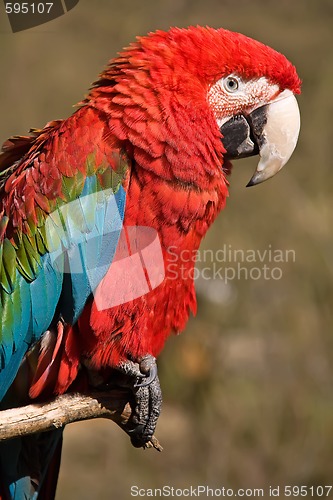 Image of red macaw parrot sitting on a branch