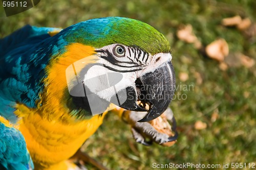 Image of macaw parrot