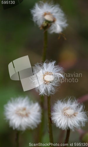 Image of Coltsfoot