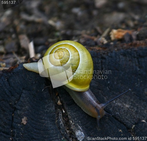 Image of Snail