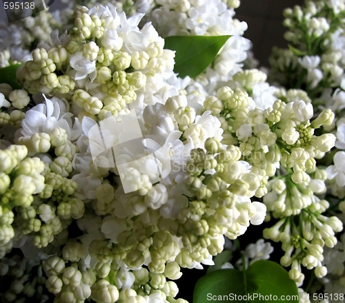 Image of white lilac