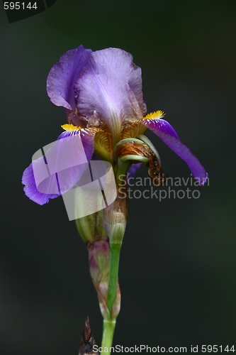 Image of Flower