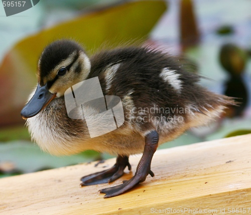 Image of Duckling