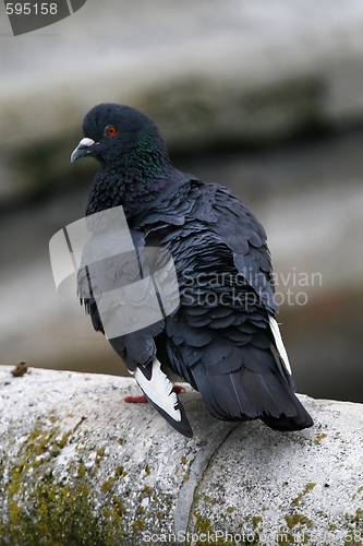 Image of Pigeon