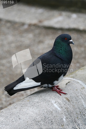 Image of Pigeon