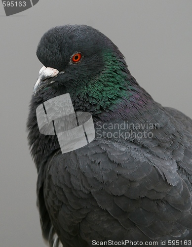 Image of Pigeon