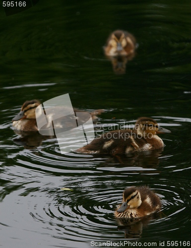 Image of Ducklings