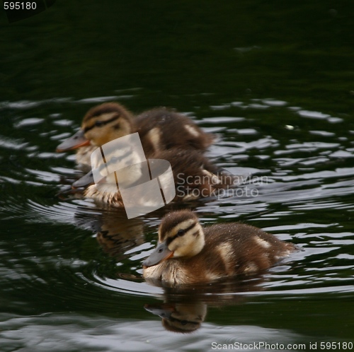 Image of Ducklings