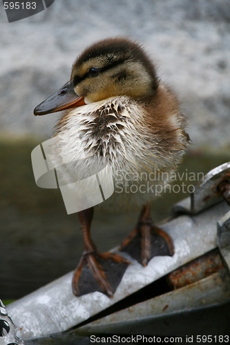 Image of Duckling