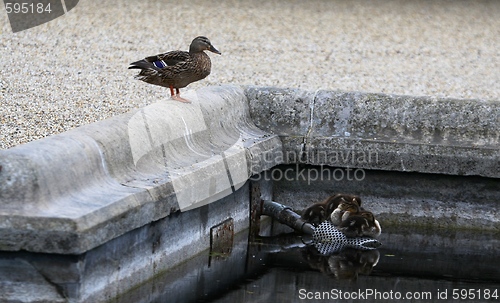 Image of Duck watching her ducklings